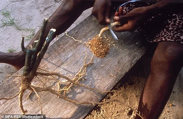 Trump Signs Order to Accelerate Psychedelic Research After Rogan Visit