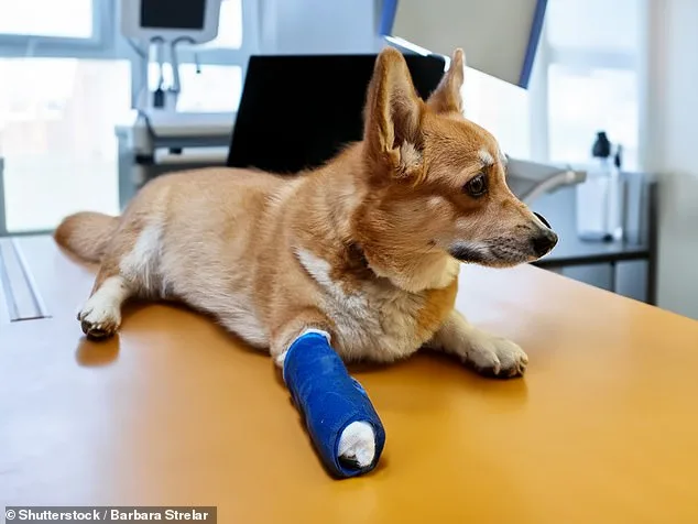 Unseen Agony: Uncovering the Hidden Crisis in Our Pets.