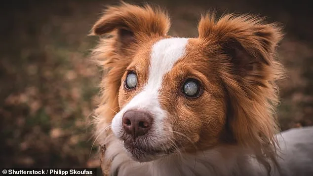 Unseen Agony: Uncovering the Hidden Crisis in Our Pets.