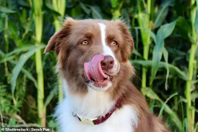 Unseen Agony: Uncovering the Hidden Crisis in Our Pets.