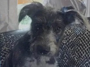 Unseen Agony: Uncovering the Hidden Crisis in Our Pets.