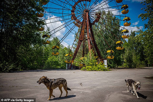 Nature Reclaims Chernobyl While Locals Defy Evacuation Orders