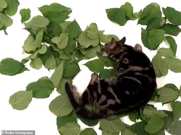 Silver Vine Triggers Stronger Euphoria in Cats Than Catnip
