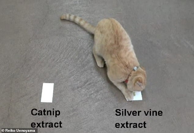 Silver Vine Triggers Stronger Euphoria in Cats Than Catnip