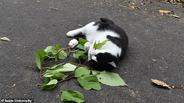 Silver Vine Triggers Stronger Euphoria in Cats Than Catnip