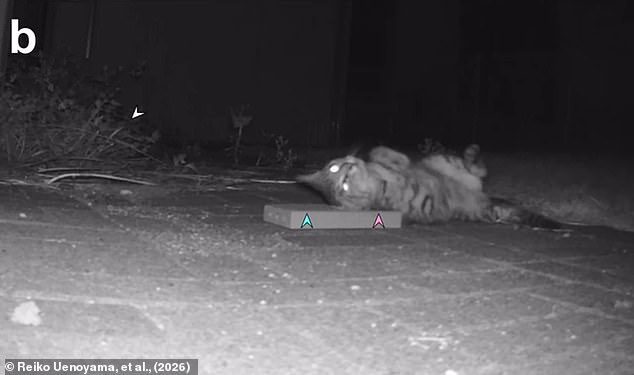 Silver Vine Triggers Stronger Euphoria in Cats Than Catnip