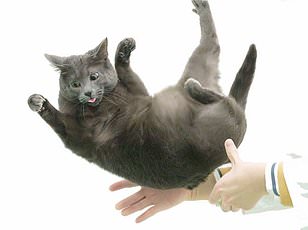 Silver Vine Triggers Stronger Euphoria in Cats Than Catnip