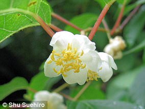 Silver Vine Triggers Stronger Euphoria in Cats Than Catnip