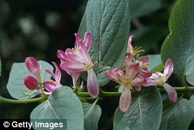 Silver Vine Triggers Stronger Euphoria in Cats Than Catnip
