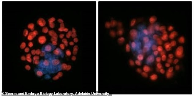 China launches artificial human embryos to space station to study zero-gravity reproduction risks.